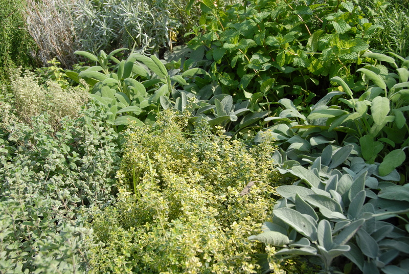 Elevate Your Patio Ambiance with Tall-Potted Plants that Shield and Beautify