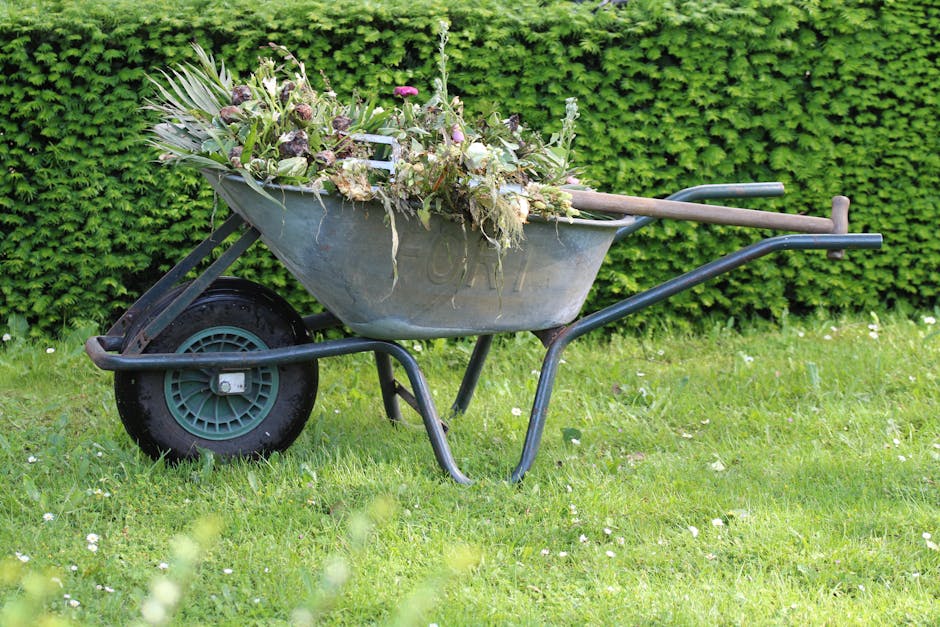 A metal wheelbarrow filled with garden debris, including wilted and cut flowers, leaves, and plant remnants, is positioned on a lush green lawn in front of a dense, neatly trimmed hedge. The wheelbarr